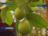Ученики школы № 15 Ангарска выращивают экзотические фрукты прямо из семечек