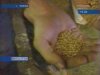 Элитные сорта зерна Тулунской селекционной станции особым спросом не пользуются