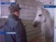 В иркутском пони-клубе 18 лошадей - и все разные