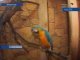 Парочка самых красивых попугаев поселилась в иркутской зоогалерее