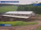 В Усть-Удинском районе строится суперсовременная ферма