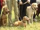 В Иркутске прошла выставка охотничьих собак