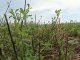 Агрономы Приангарья борются за урожай с луговым мотыльком