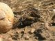 Агрономы Приангарья борются за урожай с луговым мотыльком
