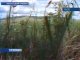Большую часть посевов в Качугском районе уничтожила саранча