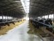 В селе Никольск возобновила работу молочно-товарная ферма