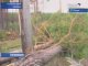 В Тулунском районе повалило лес