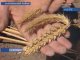 Новые, морозостойкие сорта пшеницы выводят специалисты Приангарья