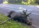 На объездной дороге водитель сбил взрослого (!) лося