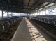 В хозяйстве «Большееланское» Усольского района открыта молочно-товарная ферма