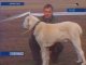 В Иркутске прошла выставка среднеазиатских овчарок
