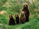 В Иркутске впервые отметили День медведя
