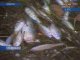 Рыбаки обнаружили на берегу Ангары мертвых мальков