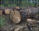 В Шелиховском лесничестве Иркутской области задержаны незаконные порубщики леса 