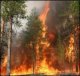 МЧС по Иркутской области  ввело усиленный режим работы по тушению лесных пожаров