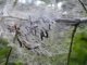 Иркутские деревья и кустарники пожирает горностаевая моль
