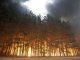 В одном из районов Иркутской области очередной лесной пожар перешел на жилой поселок 