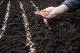 В Иркутской области завершены весенние посевные работы зерновых и зернобобовых культур