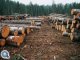 Общий ущерб, нанесенный незаконной вырубкой леса в Приангарье, оценивают в  ...
