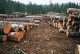 Иркутская область начала борьбу с незаконной вырубкой леса