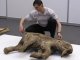 В Иркутской области найдены останки детеныша мамонтов