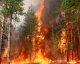 Иркутская область вернулась в тройку лидеров по лесным пожарам в России 